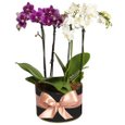 Orquídeas por Cor